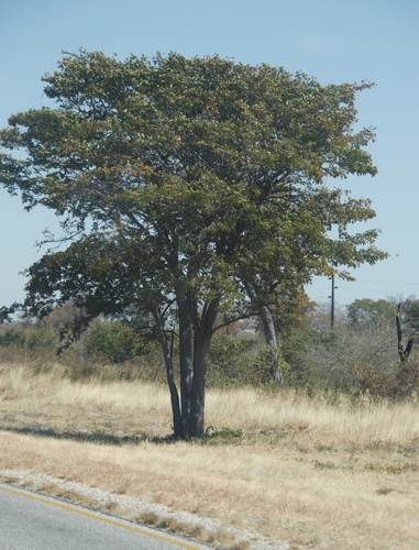 Colophospermum mopane