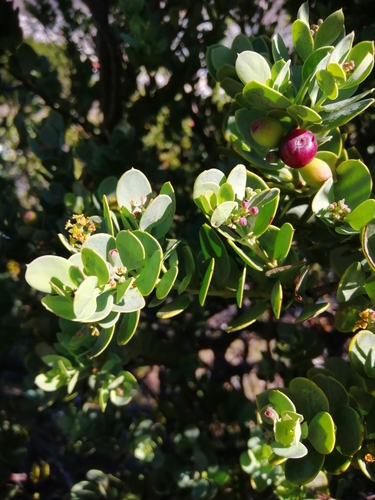 Santalaceae