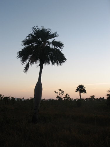 Colpothrinax wrightii
