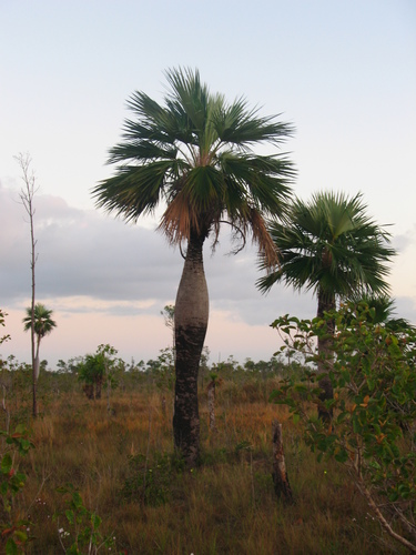 Colpothrinax wrightii