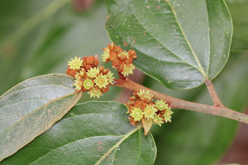 Colubrina arborescens