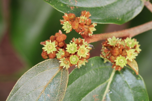 Colubrina arborescens