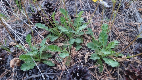 Coluria geoides