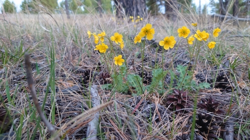 Coluria geoides