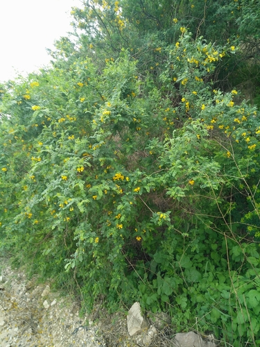 Colutea istria