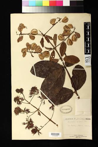 Combretum comosum