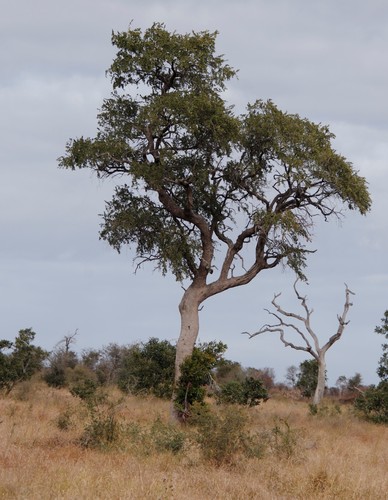 Combretum imberbe