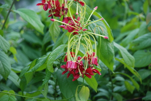 Combretum indicum