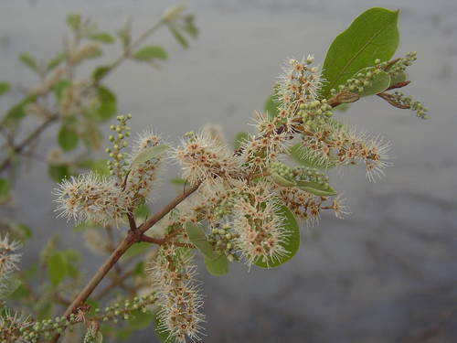 Combretum micranthum