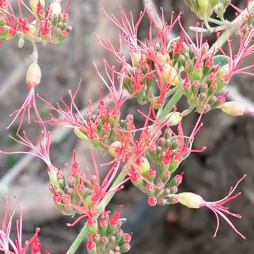 Combretum microphyllum