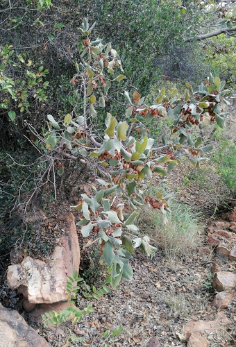 Combretum molle