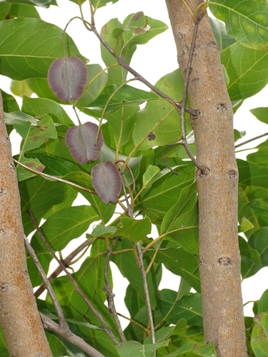 Combretum nigricans