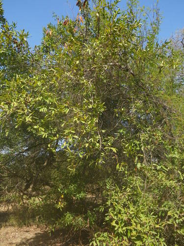 Combretum nigricans