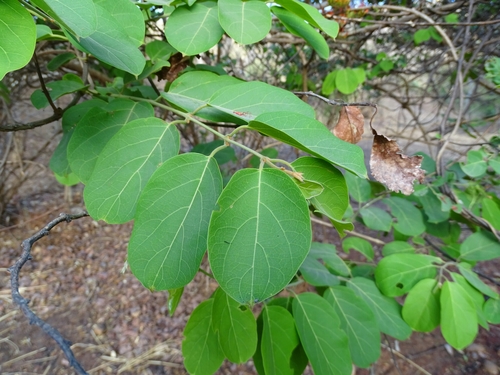 Combretum paniculatum