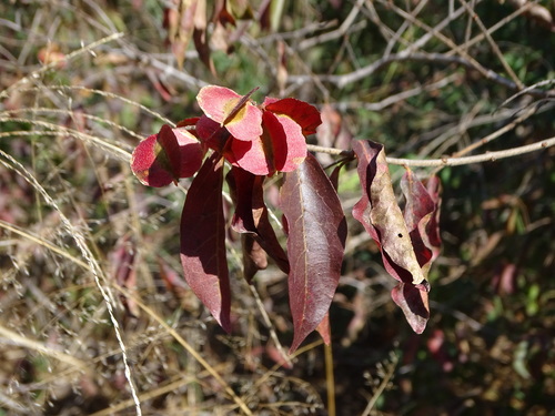 Combretum psidioides subsp. dinteri