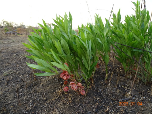 Combretum sericeum