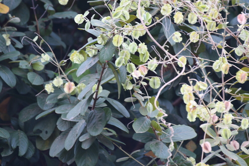 Combretum tomentosum