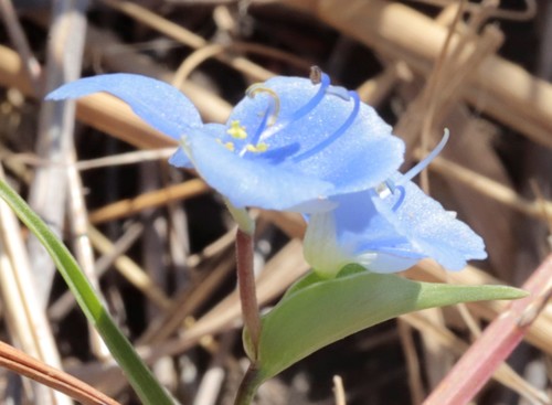 Commelina ciliata