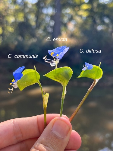 Commelina communis