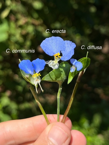 Commelina communis