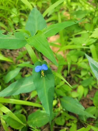Commelina foliacea
