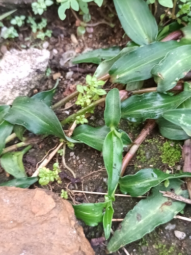 Commelina paleata