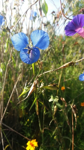 Commelina tuberosa
