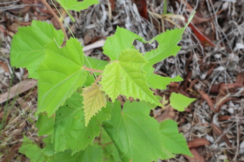 Commersonia bartramia