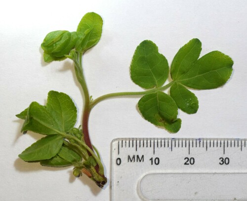 Commiphora angolensis