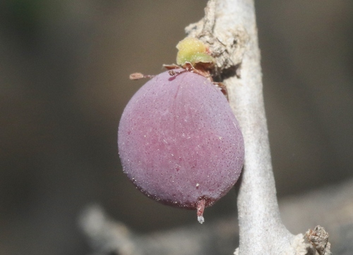 Commiphora bruceae