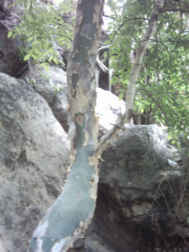 Commiphora caerulea