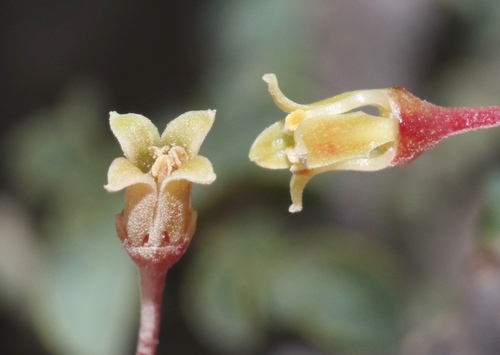 Commiphora foliacea