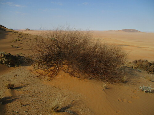 Commiphora giessii
