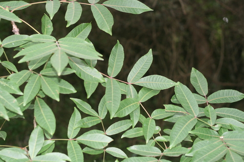 Commiphora harveyi