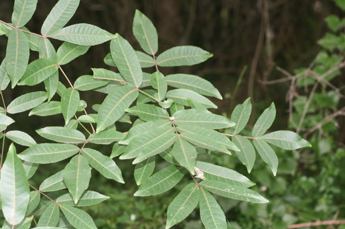 Commiphora harveyi