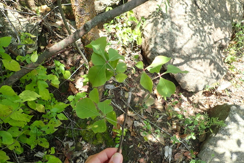 Commiphora kataf