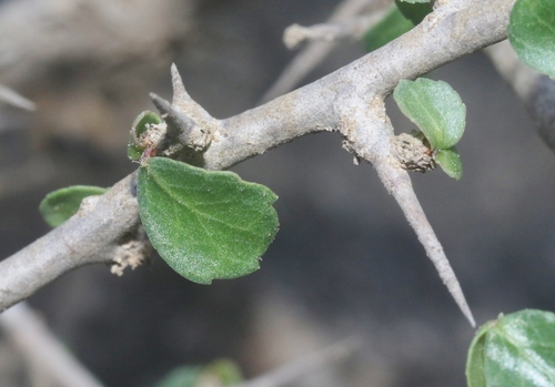 Commiphora kua