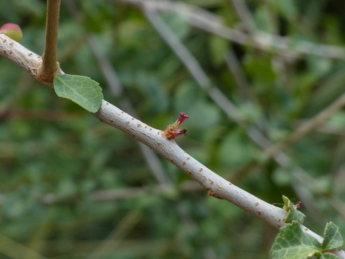 Commiphora mukul