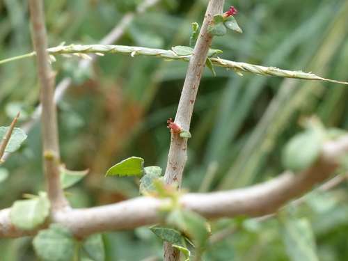 Commiphora mukul