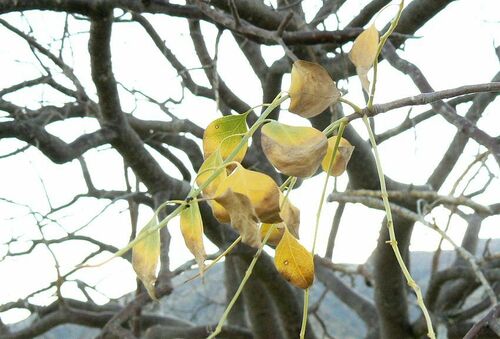 Commiphora multijuga