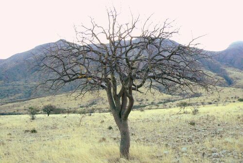 Commiphora multijuga