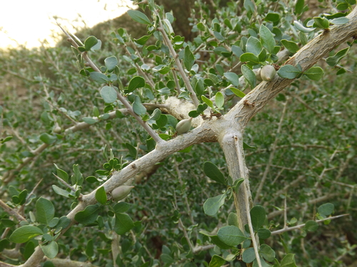 Commiphora myrrha