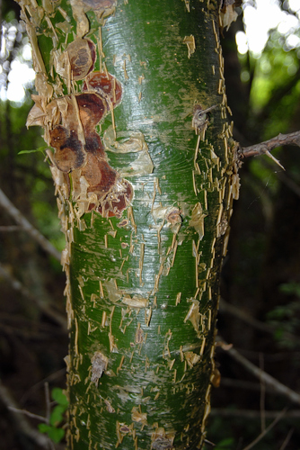 Commiphora neglecta