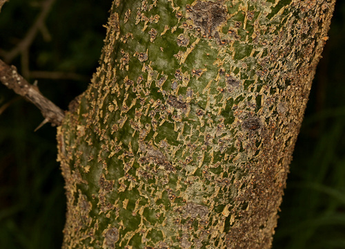 Commiphora pyracanthoides