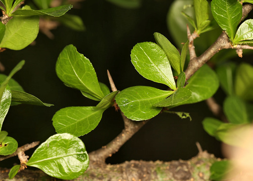 Commiphora pyracanthoides