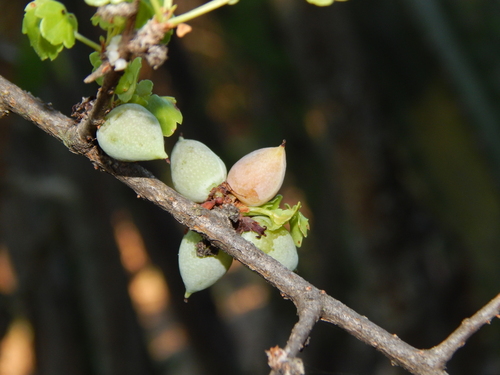 Commiphora schimperi