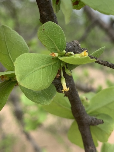 Commiphora viminea