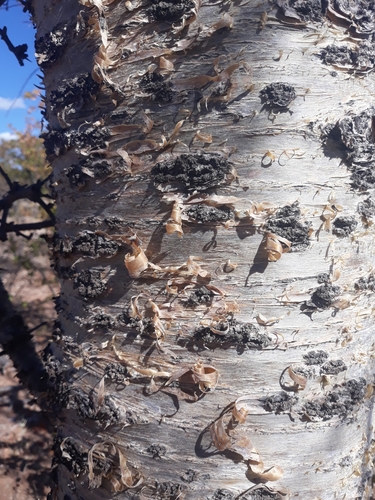 Commiphora viminea