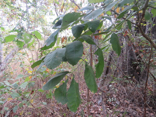 Comocladia macrophylla