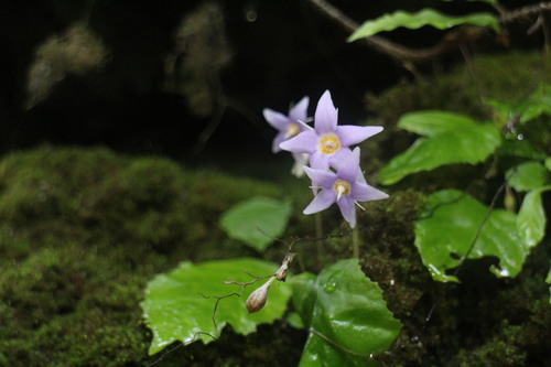 Gesneriaceae
